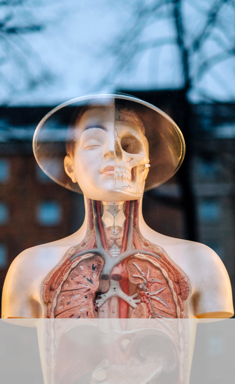 Picture of a human body in plastic