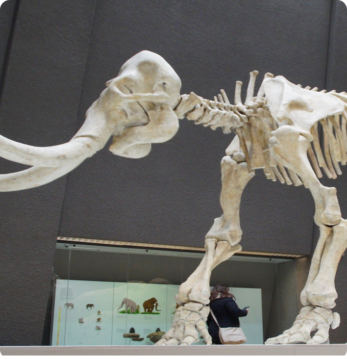 Picture of skeleton