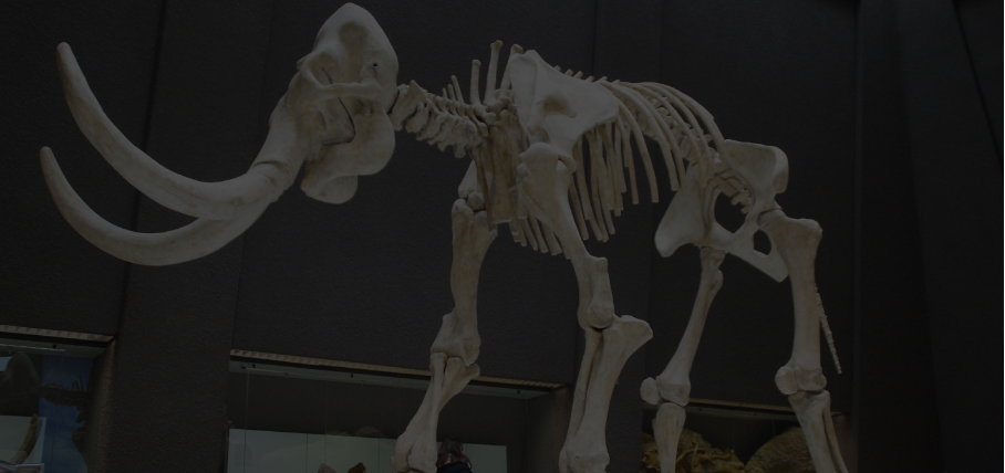 Picture of animal skeleton