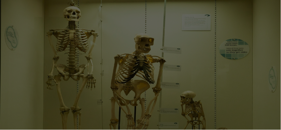 Picture of human skeleton